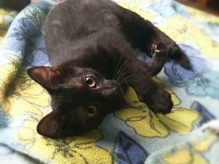 Gato ra a srd idade 2 a 6 meses nome Pelezinho