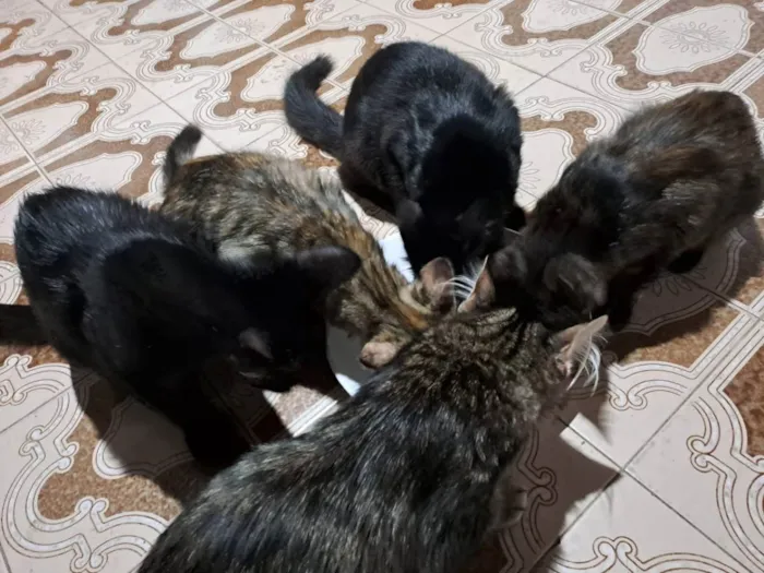 Gato raça Sem Raça Definida  idade 2 a 6 meses nome (não tem)