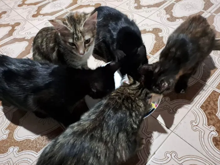 Gato raça Sem Raça Definida  idade 2 a 6 meses nome (não tem)
