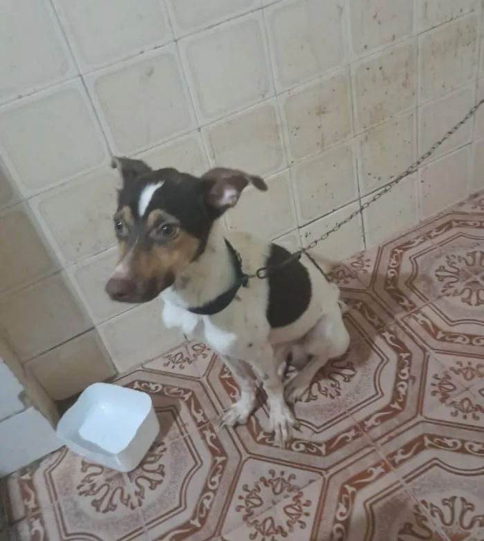 Cachorro ra a Fox paulistinha  idade 1 ano nome Gucci