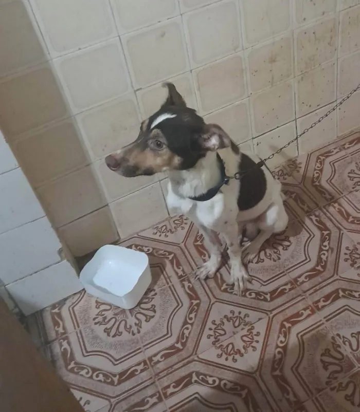 Cachorro ra a Fox paulistinha  idade 1 ano nome Gucci