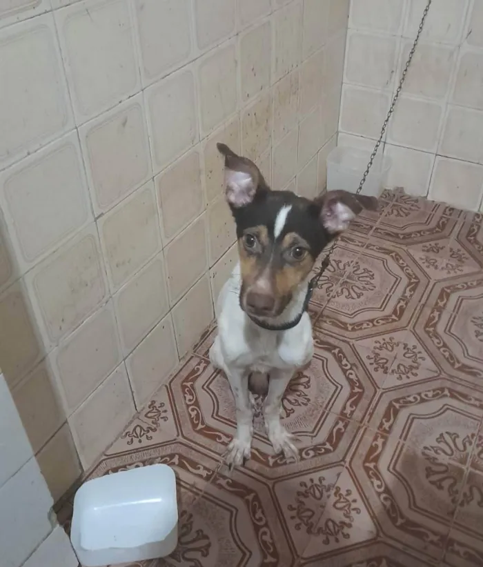Cachorro ra a Fox paulistinha  idade 1 ano nome Gucci