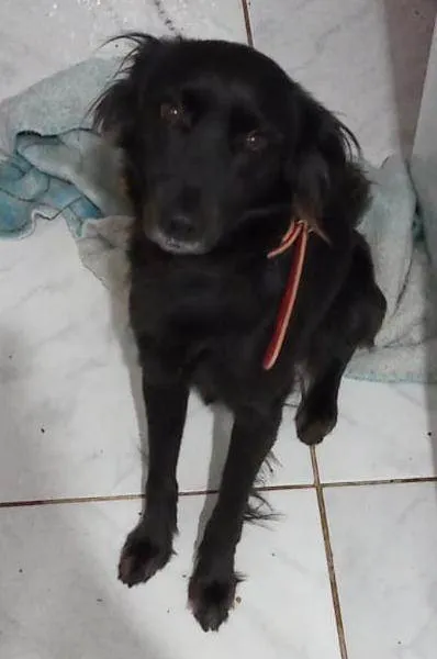 Cachorro ra a  cruzamento de fila com pastor idade 1 ano nome Billy 