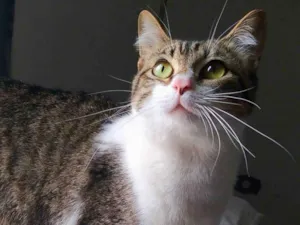 Gato raça srd idade 7 a 11 meses nome Orion