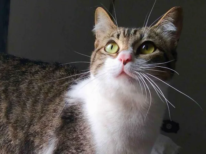 Gato raça srd idade 7 a 11 meses nome Orion