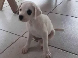 Cachorro raça Sem raça definida idade Abaixo de 2 meses nome Pandinha