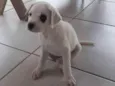 Pandinha