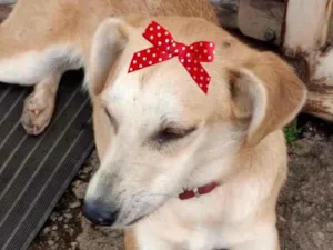 Cachorro raça Mestiça  idade 2 a 6 meses nome Luna 
