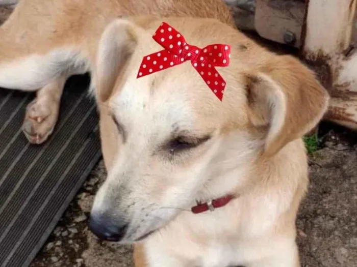 Cachorro ra a Mestiça  idade 2 a 6 meses nome Luna 