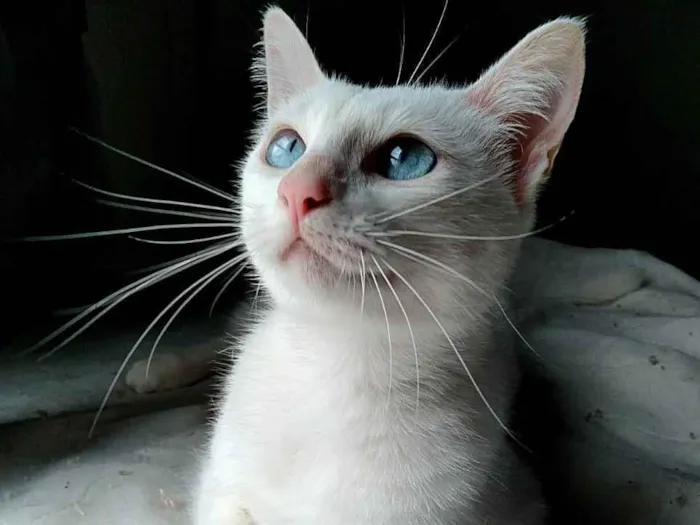 Gato raça srd idade 7 a 11 meses nome Venus