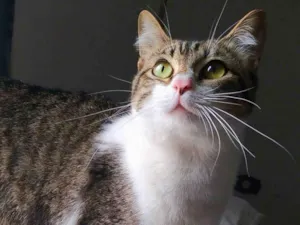 Gato raça srd idade 7 a 11 meses nome Orion Renan