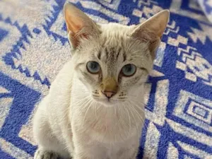 Gato raça srd idade 2 a 6 meses nome Paçoca