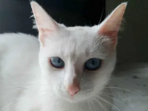 Gato raça srd idade 7 a 11 meses nome Venus