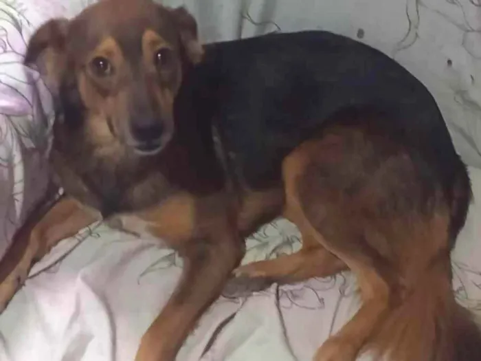 Cachorro ra a Vira lata idade 7 a 11 meses nome Jade