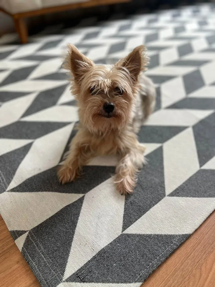 Cachorro ra a Yorkshire  idade 6 ou mais anos nome Lola