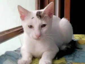 Gato raça srd idade 2 a 6 meses nome Britania