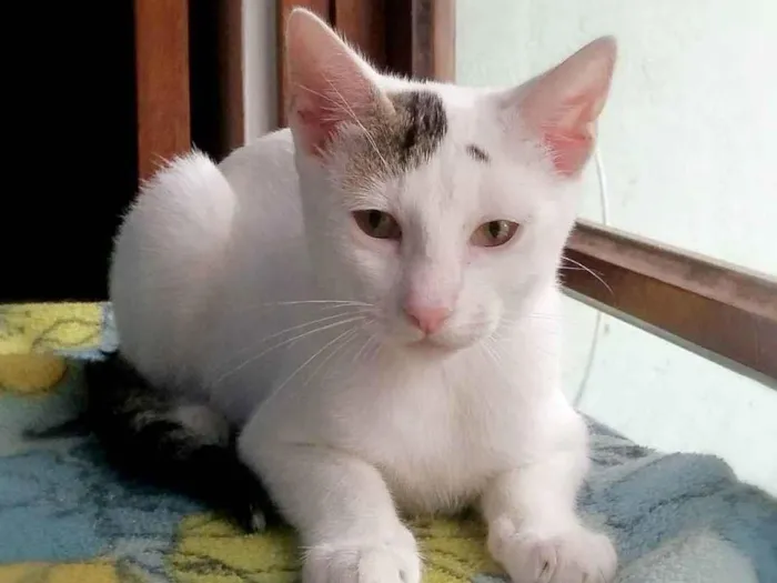 Gato raça srd idade 2 a 6 meses nome Britania