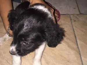 Cachorro raça SRD idade 2 a 6 meses nome Filhote 