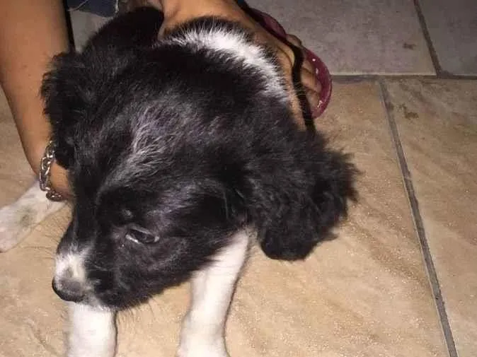Cachorro ra a SRD idade 2 a 6 meses nome Filhote 