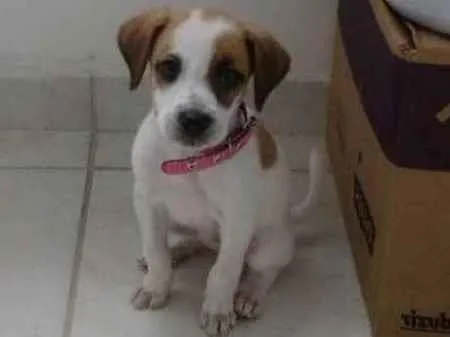 Cachorro ra a Viralata  idade Abaixo de 2 meses nome Mel