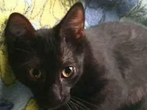 Gato raça srd idade 2 a 6 meses nome Pelezinho