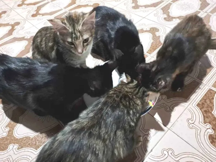 Gato raça Sem Raça Definida  idade 2 a 6 meses nome (não tem)