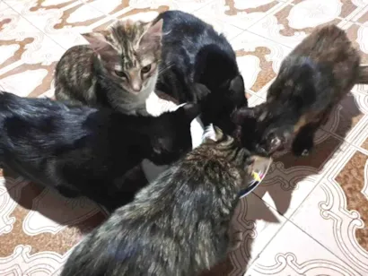 Gato raça Sem Raça Definida  idade 2 a 6 meses nome (não tem)