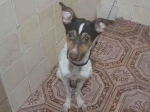 Cachorro raça Fox paulistinha  idade 1 ano nome Gucci
