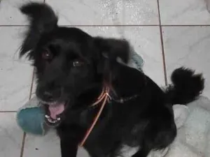 Cachorro raça  cruzamento de fila com pastor idade 1 ano nome Billy 