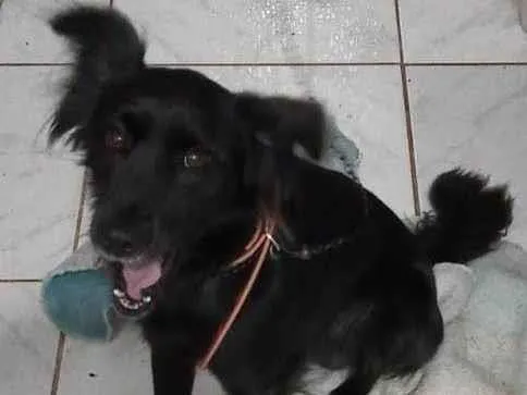 Cachorro ra a  cruzamento de fila com pastor idade 1 ano nome Billy 