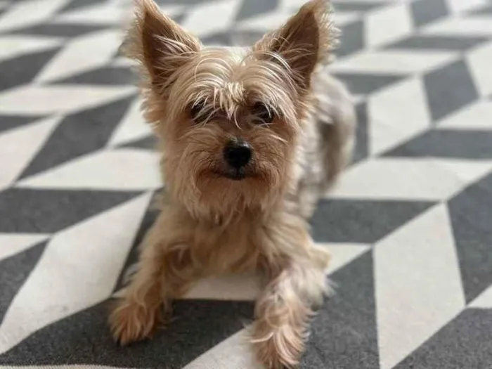 Cachorro ra a Yorkshire  idade 6 ou mais anos nome Lola