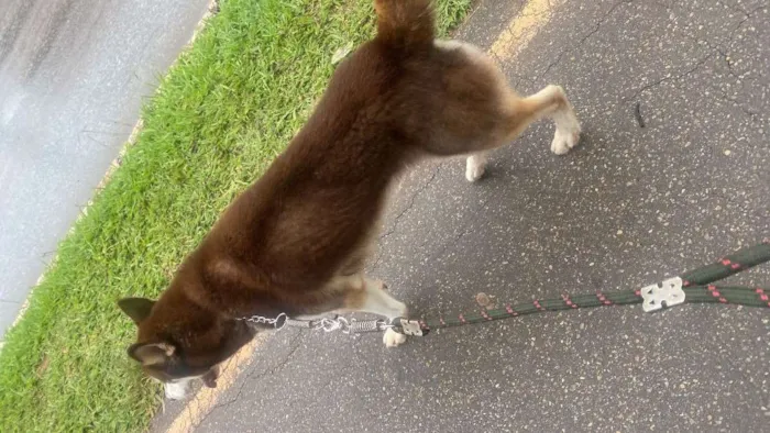 Cachorro ra a Husky Siberiano idade 3 anos nome Stark