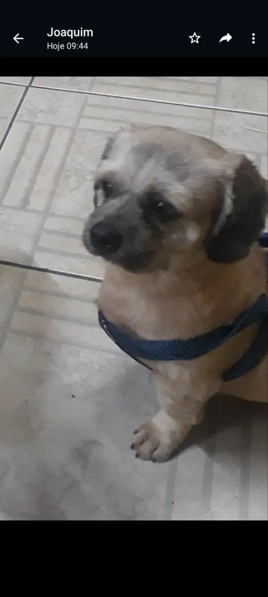 Cachorro ra a Shitzu  idade 5 anos nome Pedro