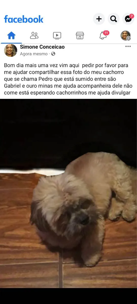 Cachorro ra a Shitzu  idade 5 anos nome Pedro