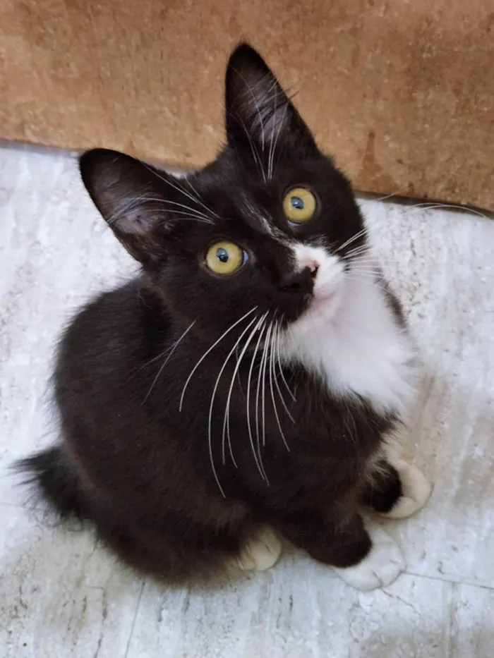 Gato raça SRD idade 2 a 6 meses nome GEGÊ FRAJOLA