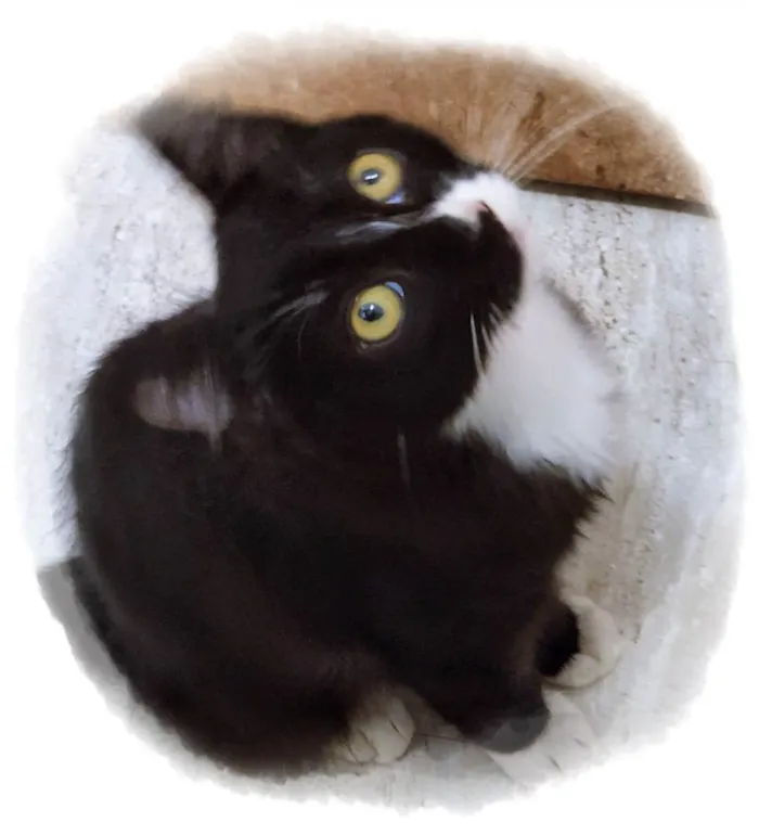 Gato raça SRD idade 2 a 6 meses nome GEGÊ FRAJOLA