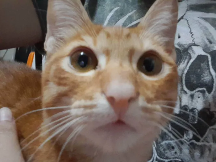 Gato raça viralata idade 7 a 11 meses nome sam
