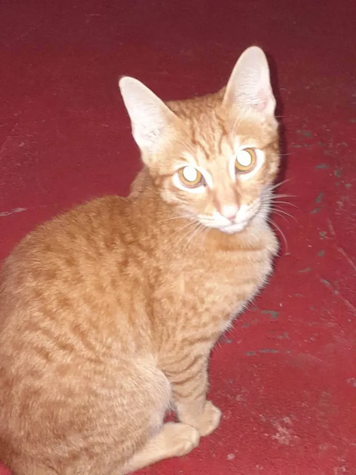 Gato raça viralata idade 7 a 11 meses nome sam