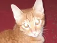 sam