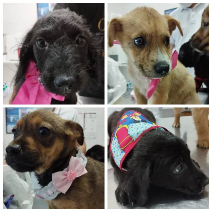 Cachorro ra a SRD idade 2 a 6 meses nome Filhotinhos