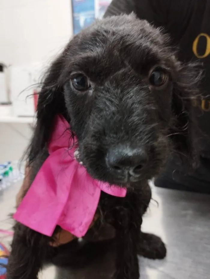 Cachorro ra a SRD idade 2 a 6 meses nome Filhotinhos