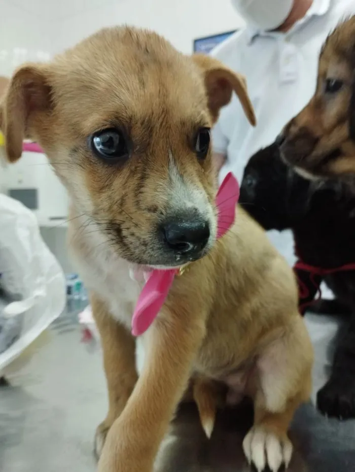 Cachorro ra a SRD idade 2 a 6 meses nome Filhotinhos
