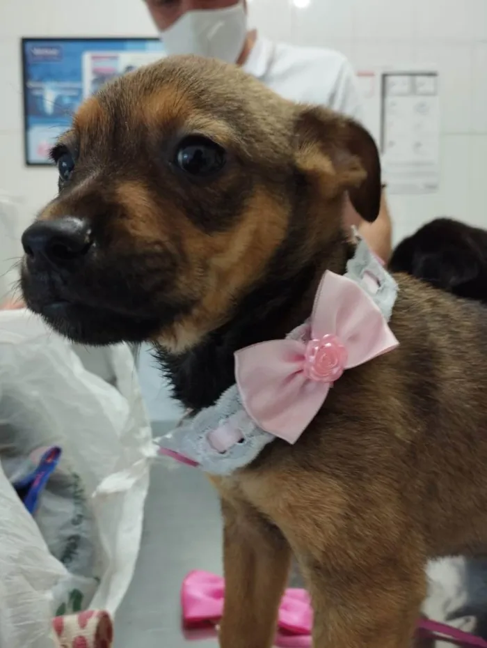 Cachorro ra a SRD idade 2 a 6 meses nome Filhotinhos