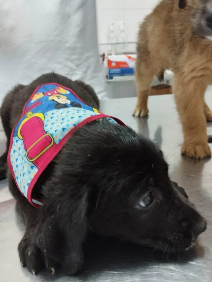 Cachorro ra a SRD idade 2 a 6 meses nome Filhotinhos