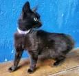 Gato raça SRD idade 2 a 6 meses nome BEATRIZ BLACK