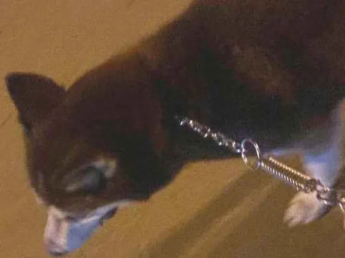 Cachorro ra a Husky Siberiano idade 3 anos nome Stark