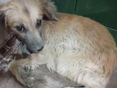 Cachorro raça Comum idade 2 a 6 meses nome Mel