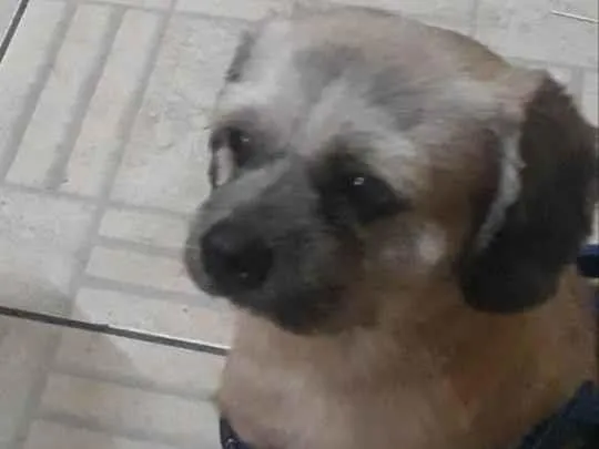 Cachorro ra a Shitzu  idade 5 anos nome Pedro