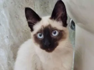 Gato raça SRD idade 2 a 6 meses nome CECI MIX