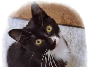 Gato raça SRD idade 2 a 6 meses nome GEGÊ FRAJOLA